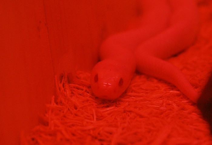 Ánh đèn màu đỏ của chiếc lồng làm cho chú rắn này huyền ảo hơn
